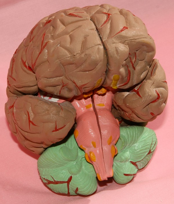 人体器官模型 人体解剖模型 dissection human body model 龙华医疗